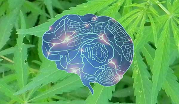 cannabis epilepsy seizures