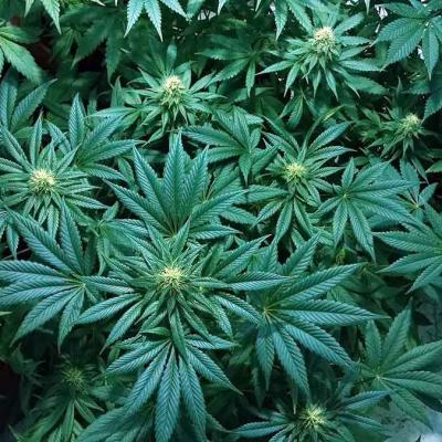 Cannabis Flowering Stage