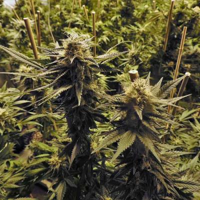 Healthy Cannabis Flowers